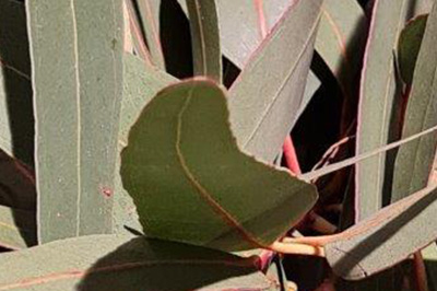wuesterblumenladen012-400×266